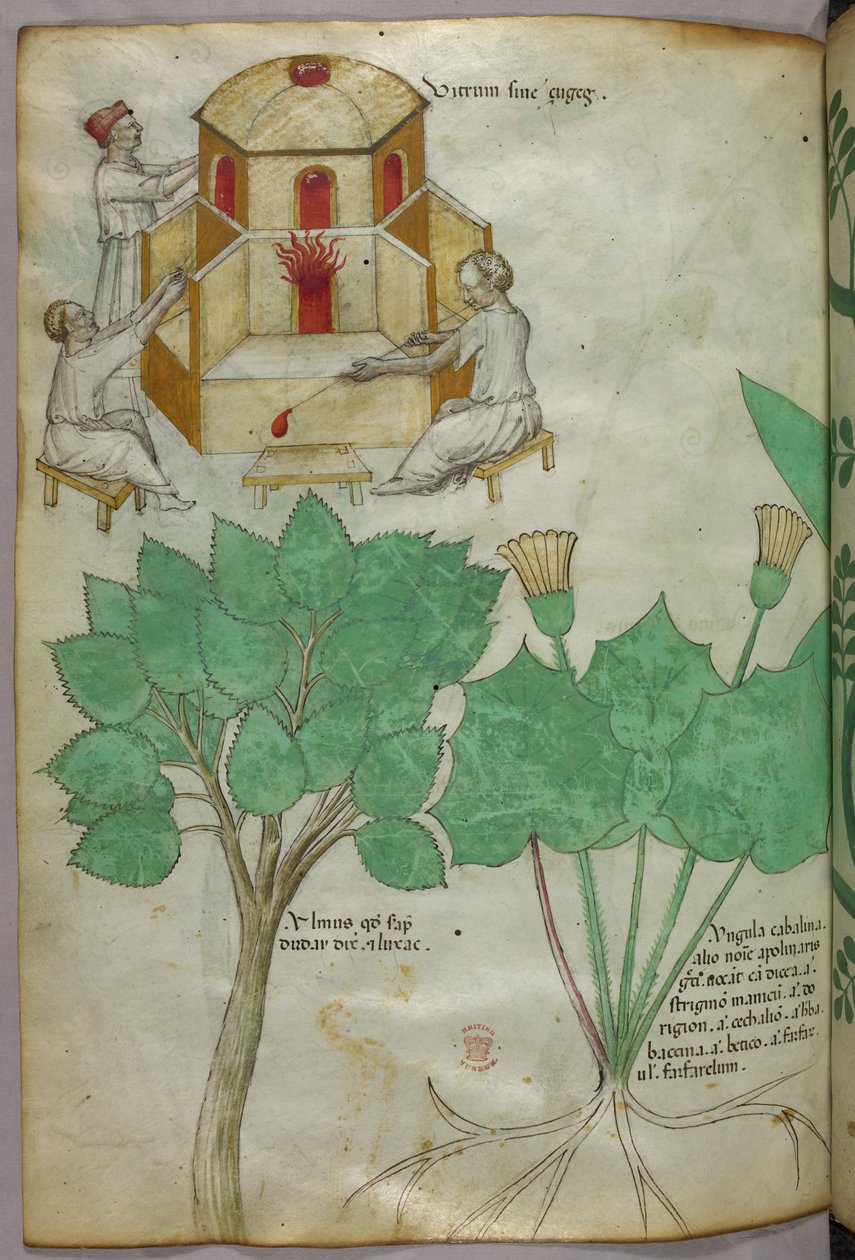 Botanisk illustration af planter og illustration af glasfremstilling, ca. 1440 (blæk og farve på pergament) af Italian School