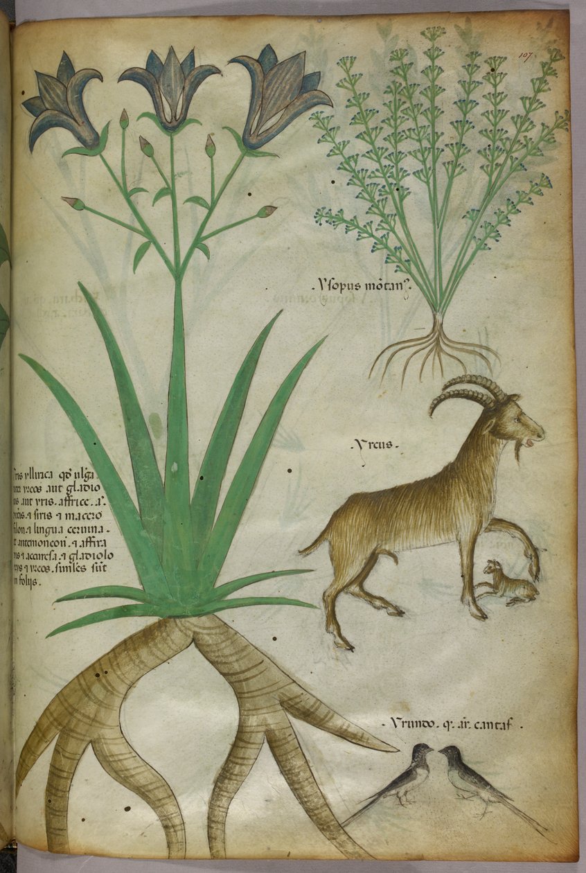 Botanisk illustration af planter, fugle og geder, ca. 1440 (blæk og farve på pergament) af Italian School