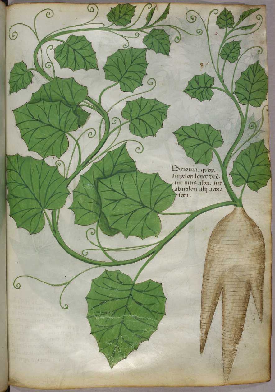 Botanisk illustration af planter, ca. 1440 (blæk og farve på pergament) af Italian School
