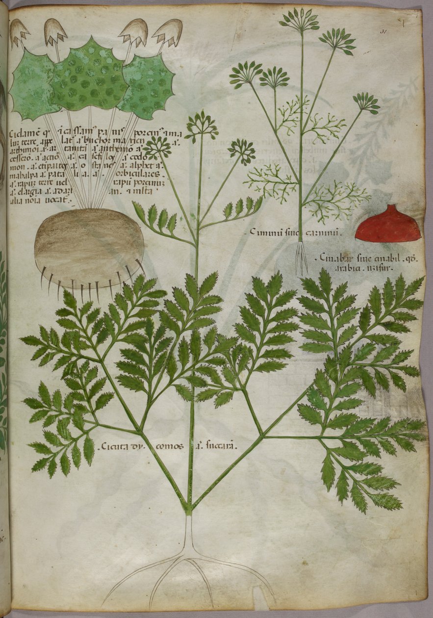 Botanisk illustration af planter, ca. 1440 (blæk og farve på pergament) af Italian School