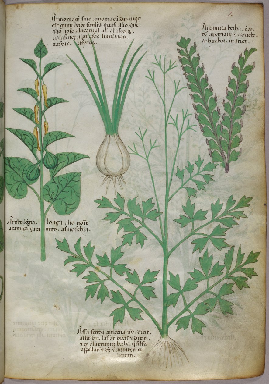 Botanisk illustration af planter, ca. 1440 (blæk og farve på pergament) af Italian School