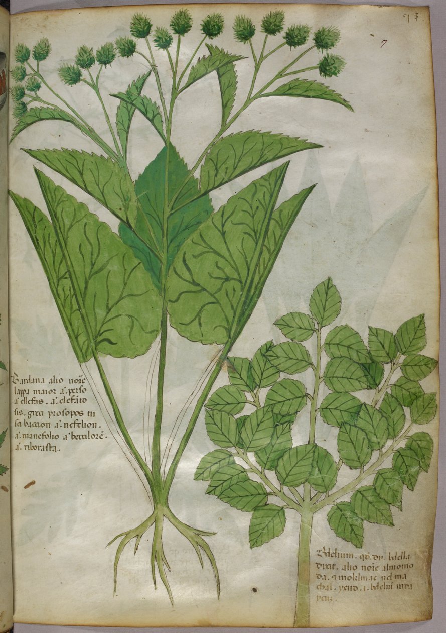 Botanisk illustration af planter, ca. 1440 (blæk og farve på pergament) af Italian School