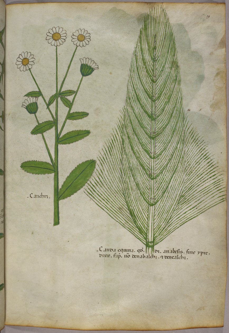 Botanisk illustration af planter, ca. 1440 (blæk og farve på pergament) af Italian School