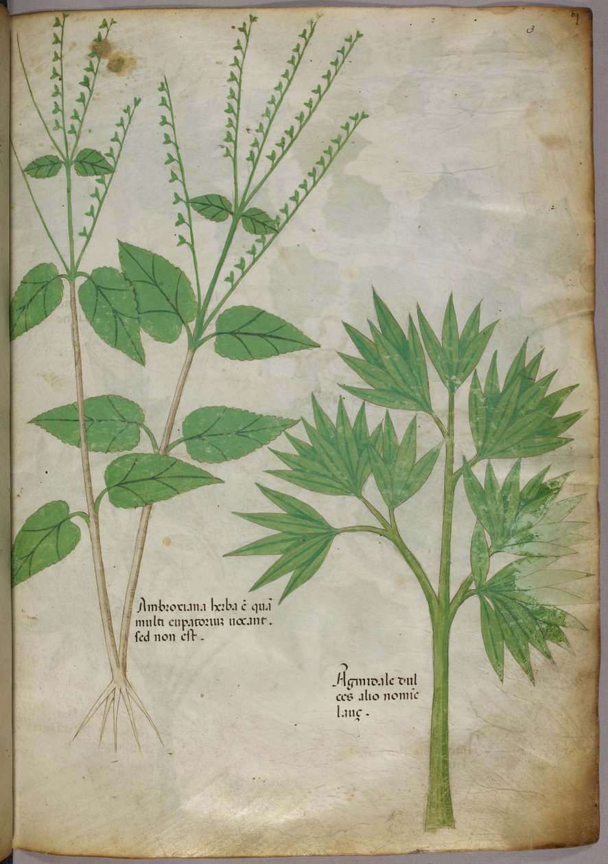 Botanisk illustration af planter, ca. 1440 (blæk og farve på pergament) af Italian School