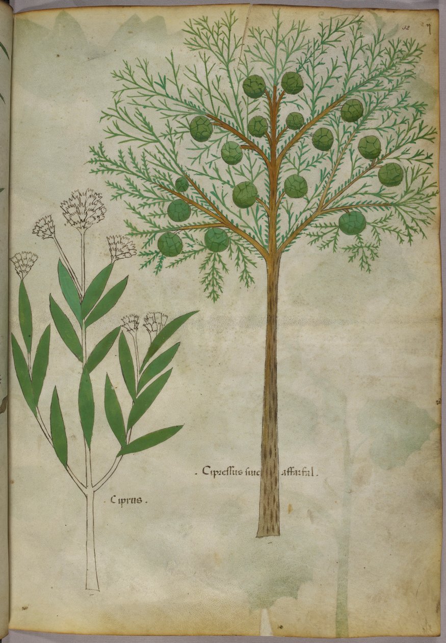 Botanisk illustration af planter, ca. 1440 (blæk og farve på pergament) af Italian School
