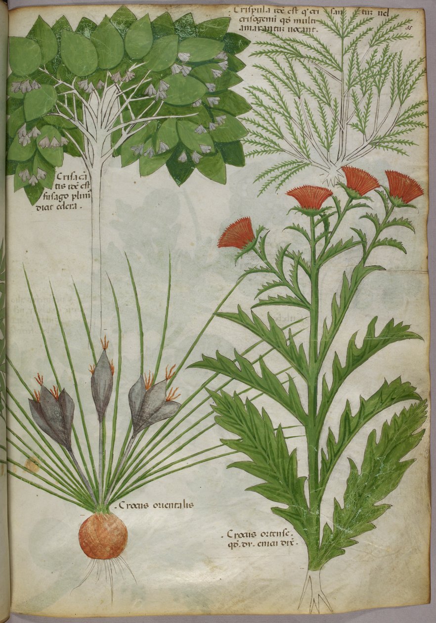 Botanisk illustration af planter, ca. 1440 (blæk og farve på pergament) af Italian School