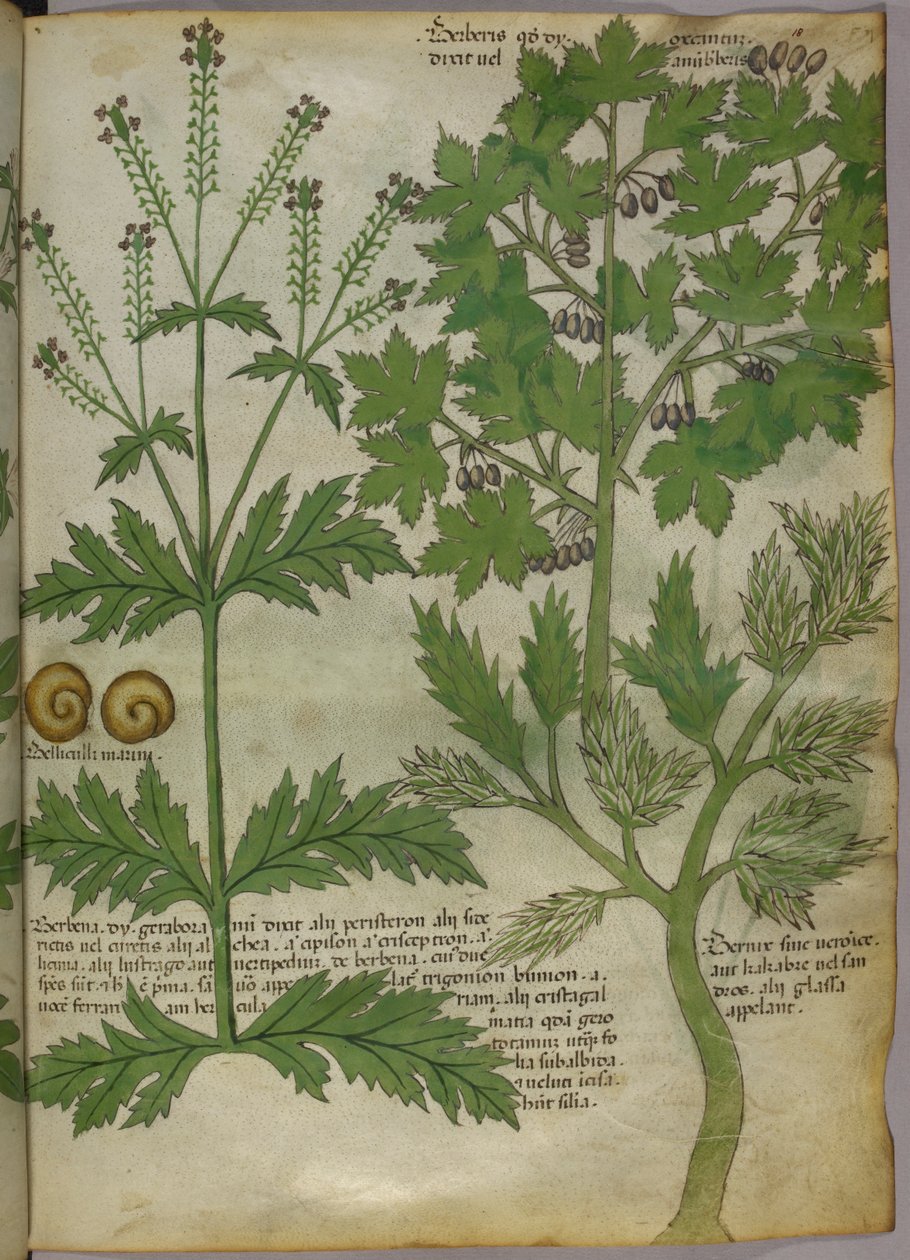 Botanisk illustration af planter, ca. 1440 (blæk og farve på pergament) af Italian School