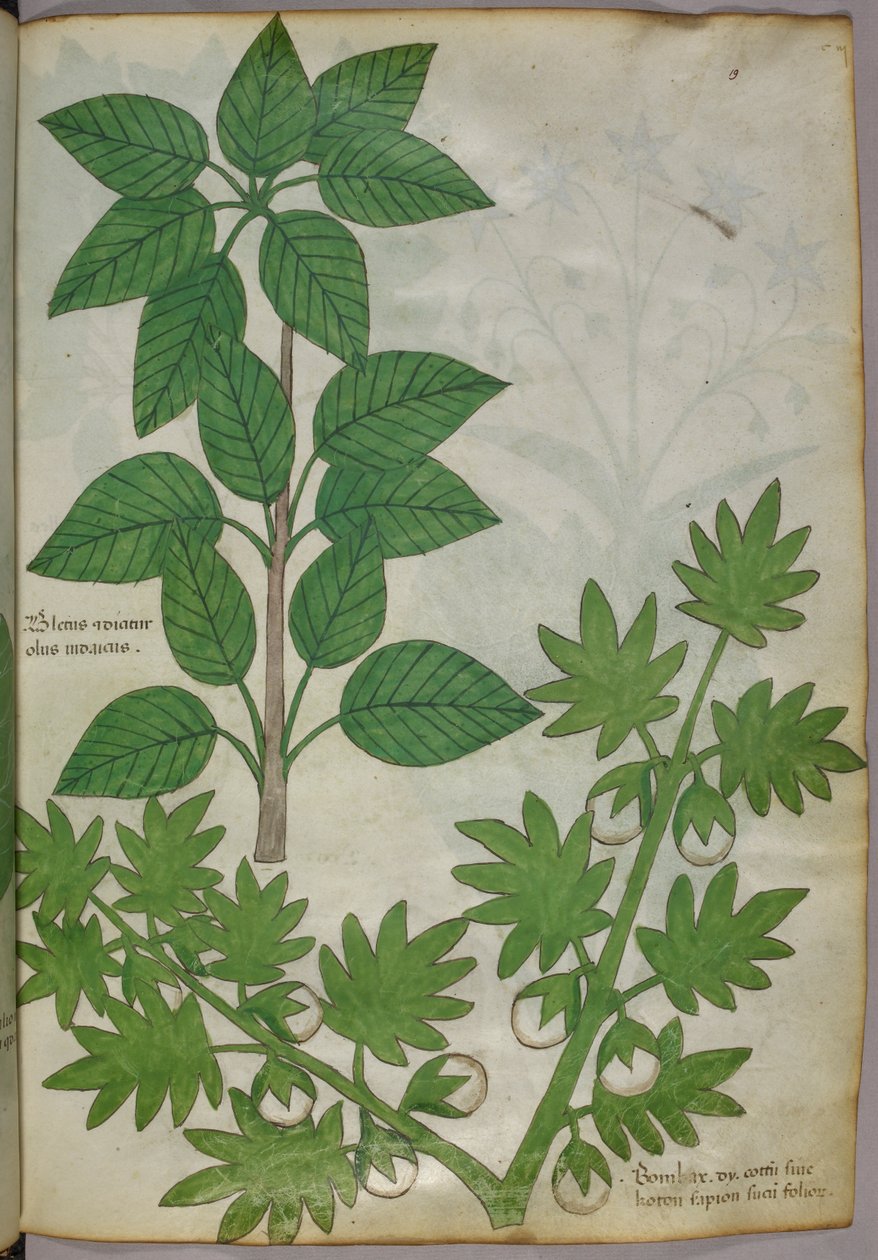 Botanisk illustration af planter, ca. 1440 (blæk og farve på pergament) af Italian School