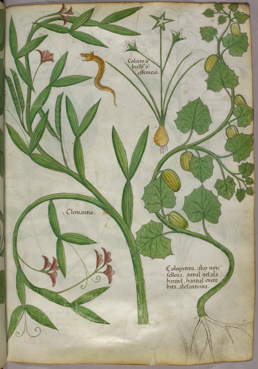 Botanisk illustration af planter, herunder en klematis, og en slange, ca. 1440 (blæk og farve på pergament) af Italian School