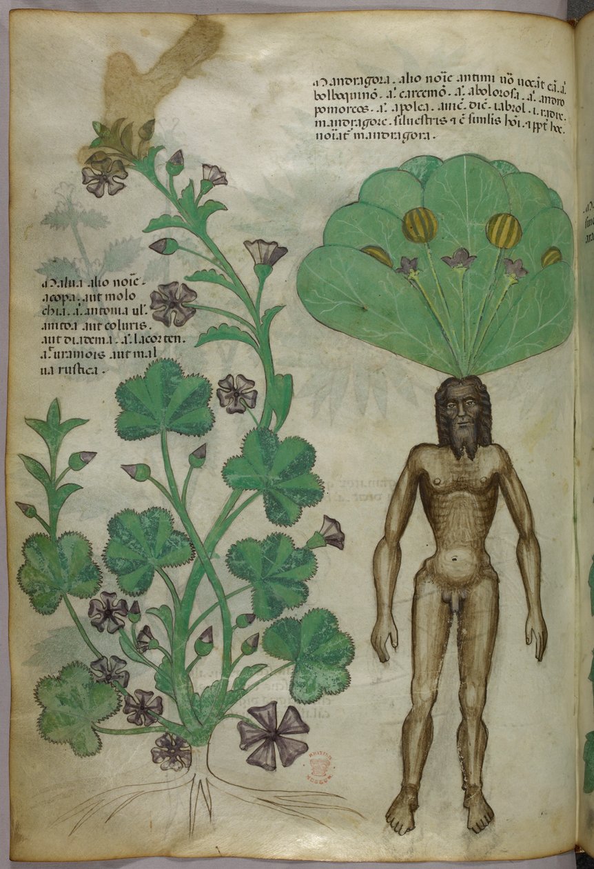 Botanisk illustration af planter, herunder en alruneplante med en nøgen mandekrop som rod, ca. 1440 (blæk og farve på pergament) af Italian School