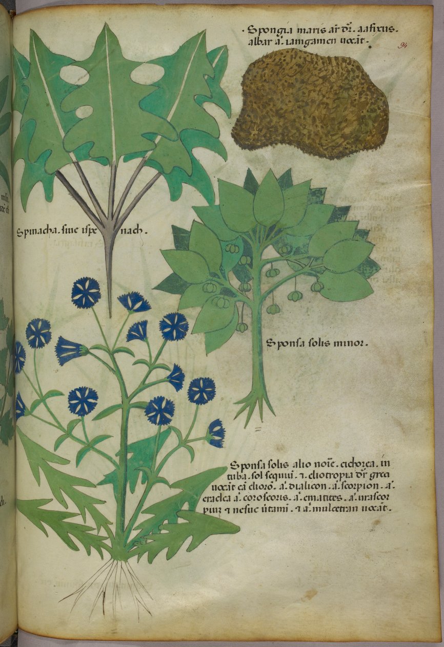Botanisk illustration af planter, herunder en svamp, ca. 1440 (blæk og farve på pergament) af Italian School