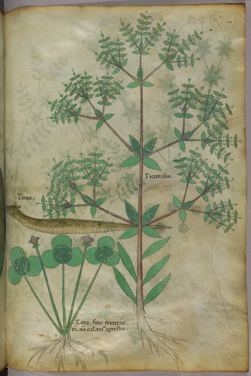 Botanisk illustration af planter med et dyr, ca. 1440 (blæk og farve på pergament) af Italian School