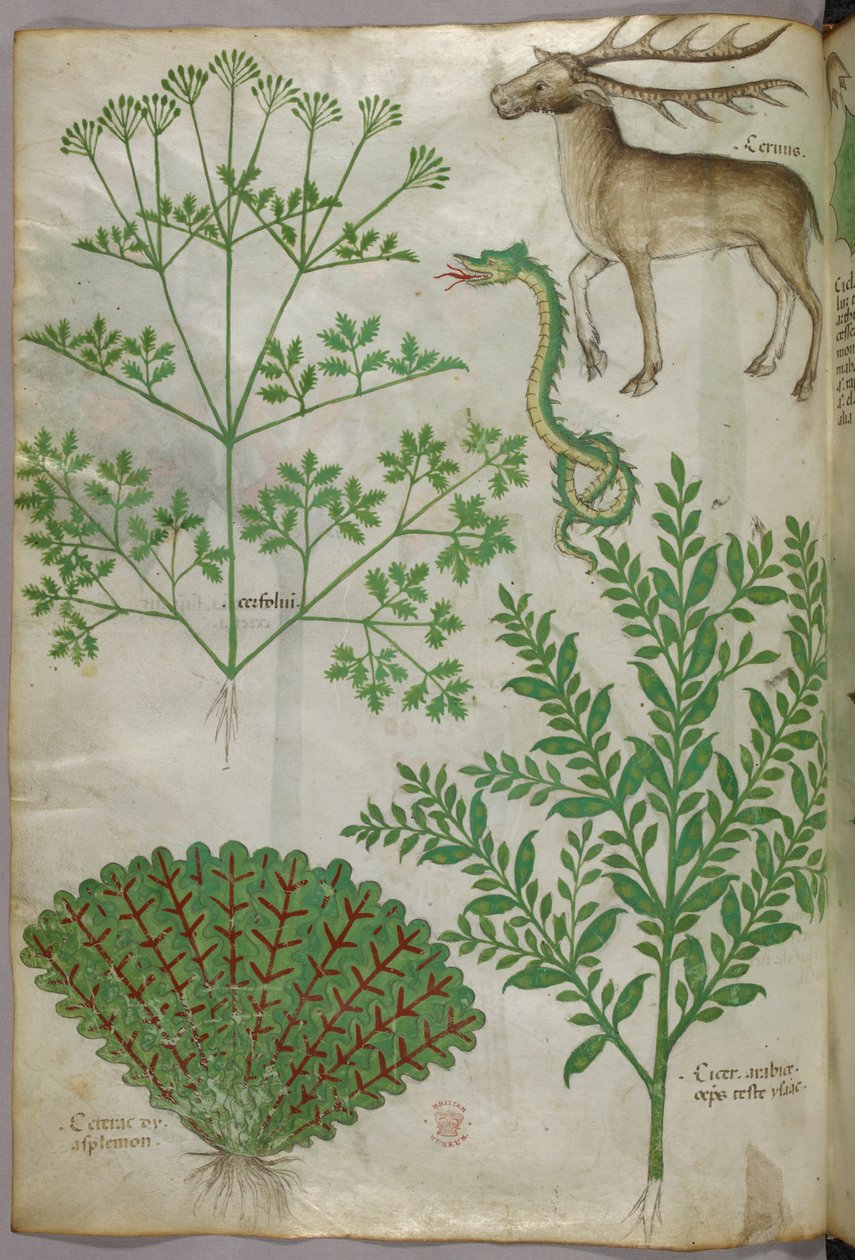 Botanisk illustration af planter, en slange og en hjort, ca. 1440 (blæk og farve på pergament) af Italian School