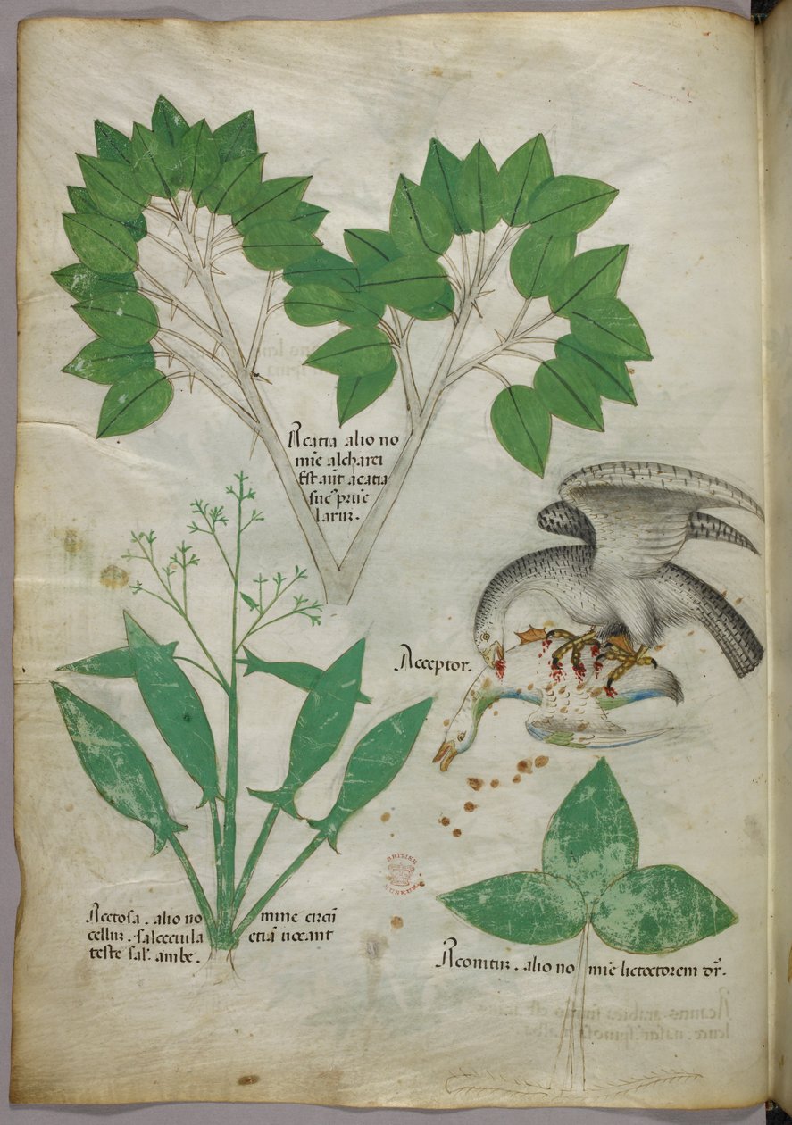 Botanisk illustration med illustration af en fugl, der dræber en anden fugl, ca. 1440 (blæk og farve på pergament) af Italian School