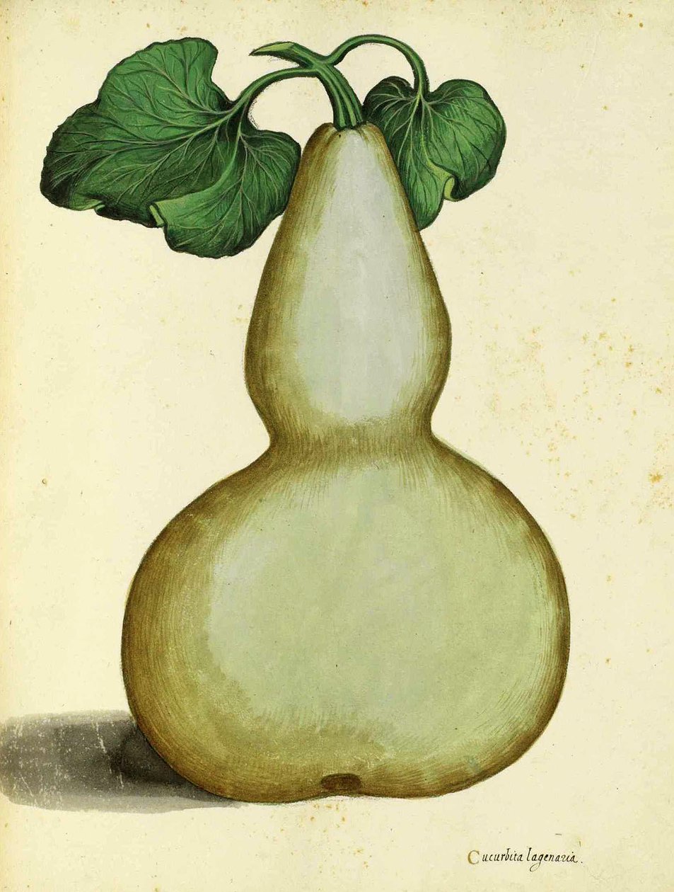 Calabash af Ulisse Aldrovandi af Italian School