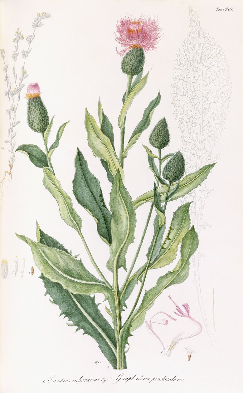Cardus cichoraceus og Gnaphalium pendululare, 1811-1838 af Italian School