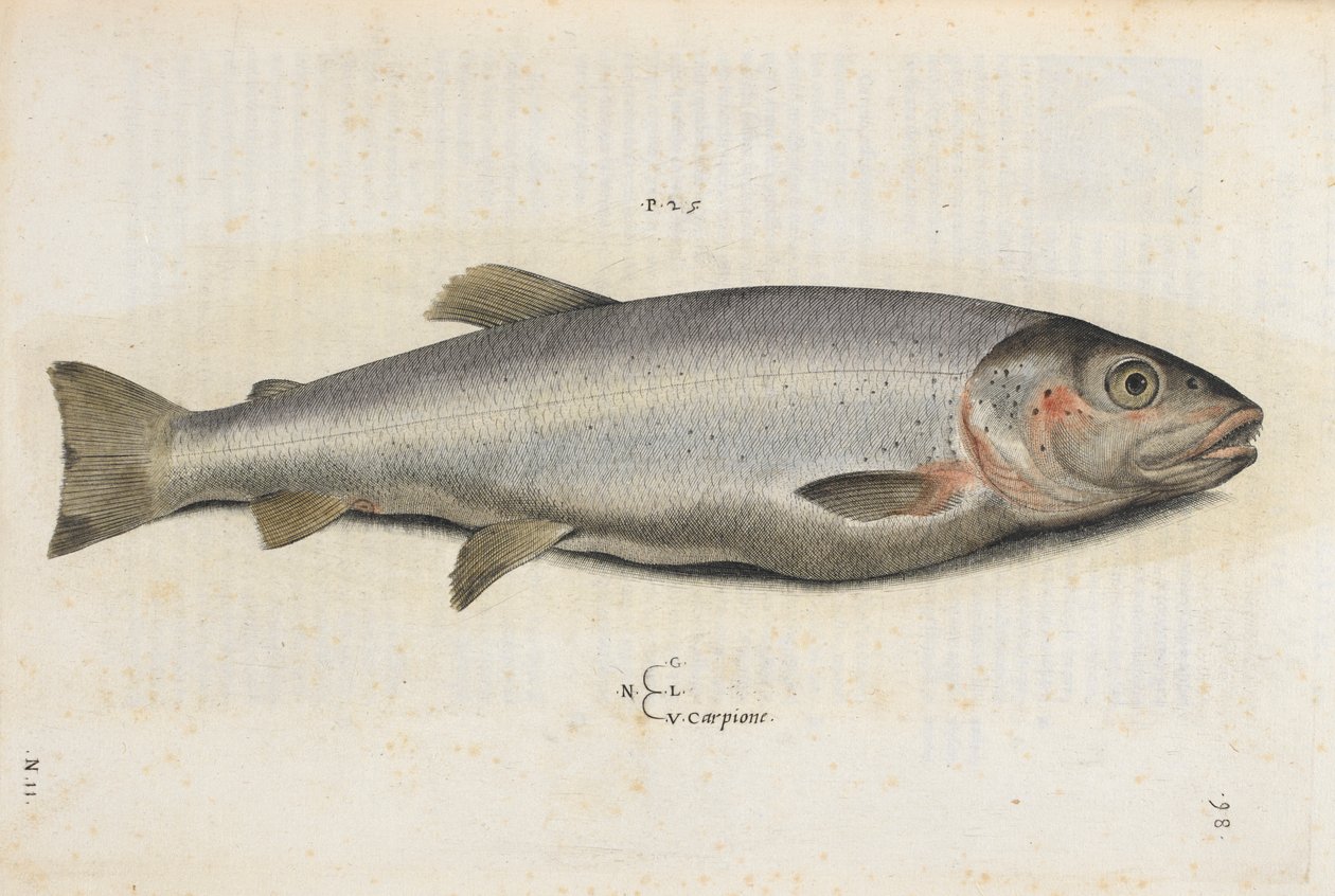 Karpionfisk, illustration fra 