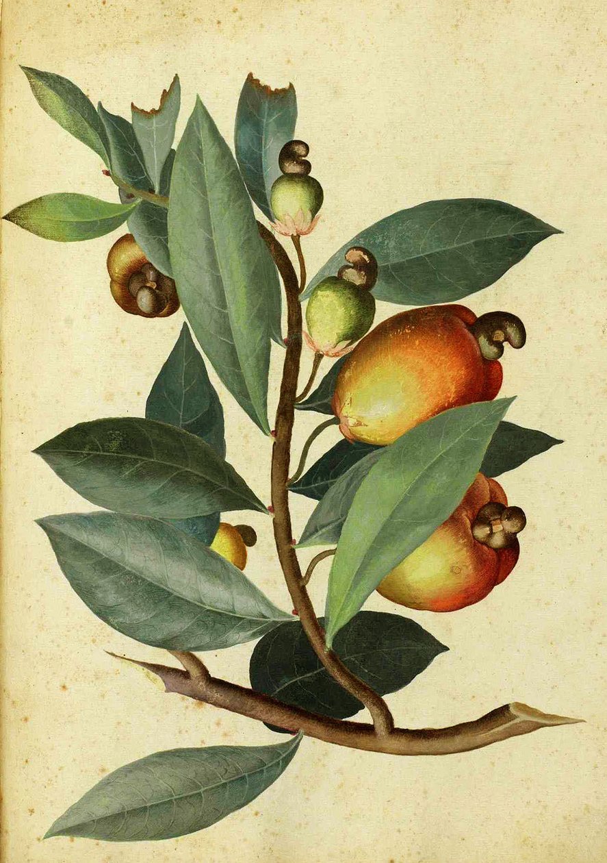 Cashew af Ulisse Aldrovandi af Italian School