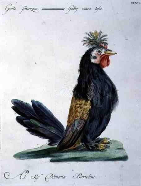 Hane, ca. 1767-76 (håndfarvet gravering) af Italian School