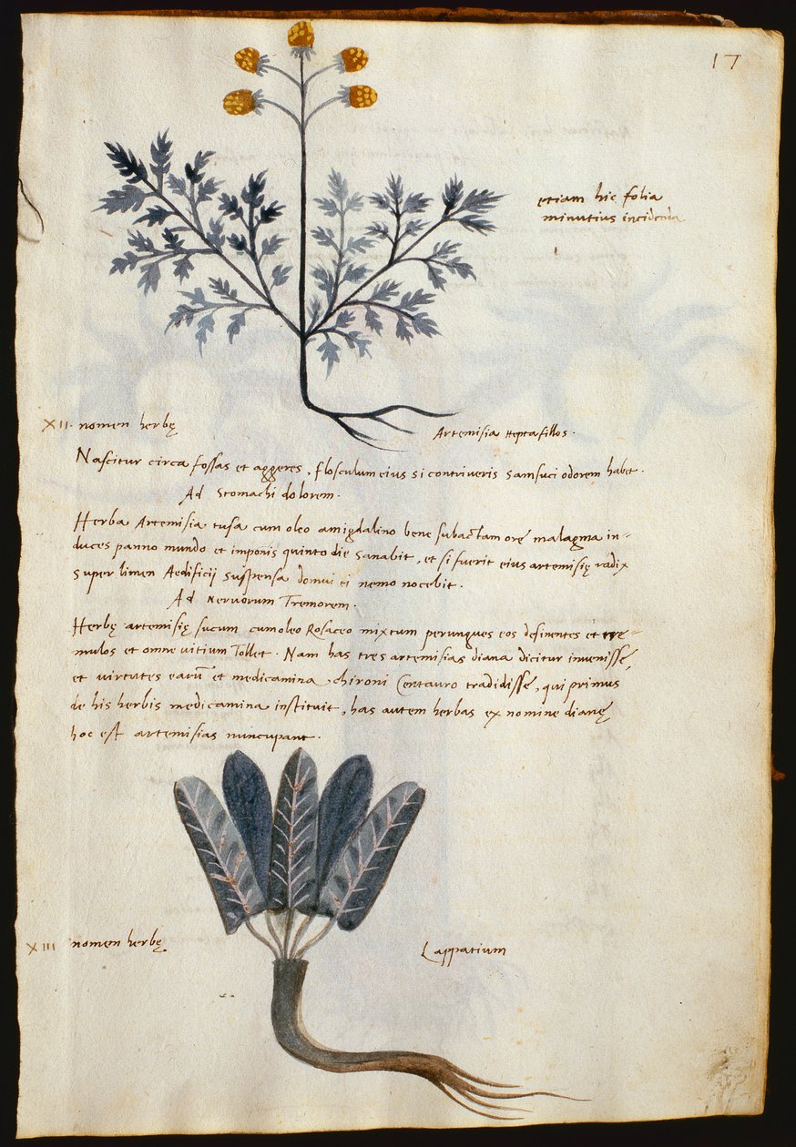 Torsk. 2377 Artemisia og lapparium, lægeplanter fra en 