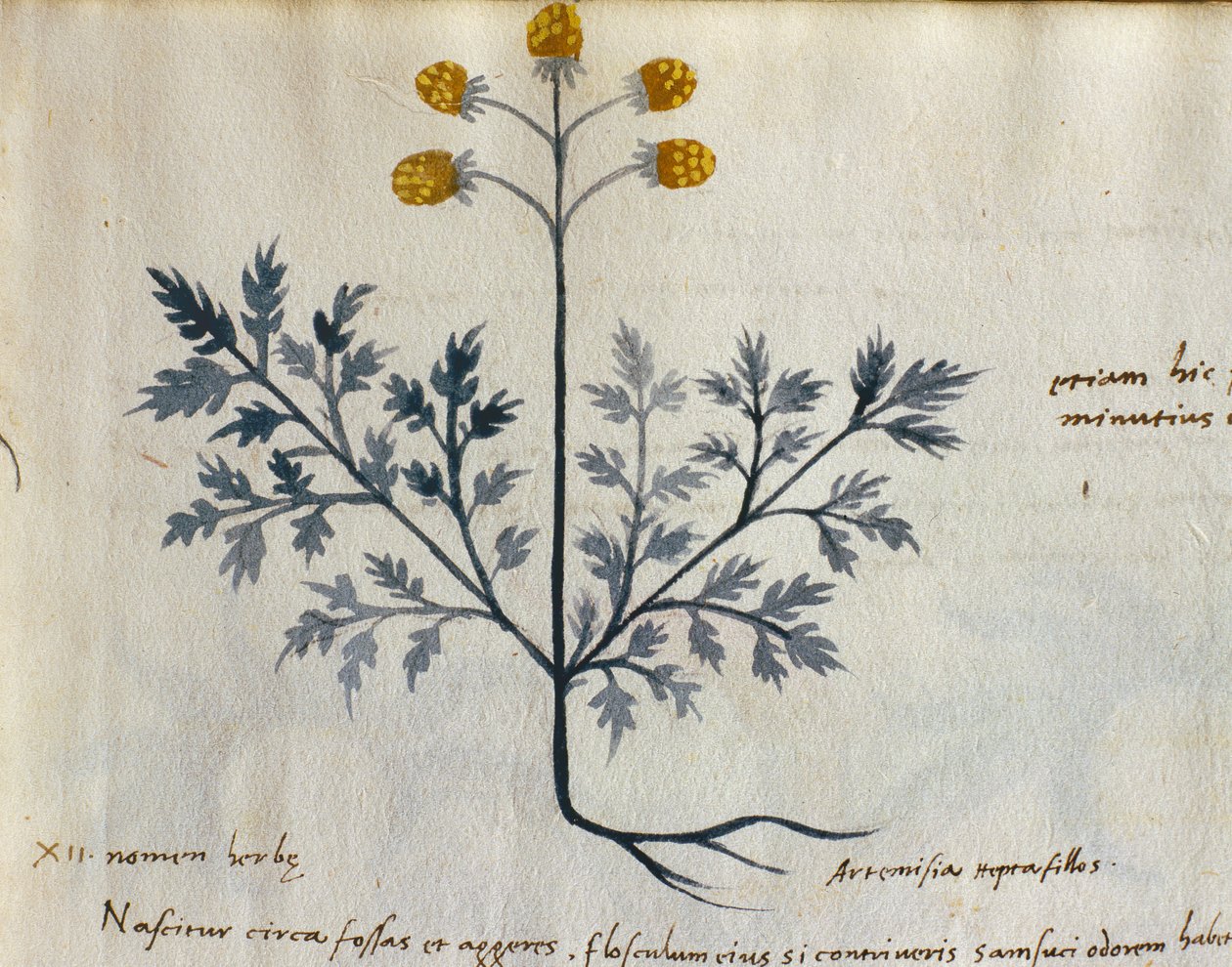 Torsk. 2007 Artemisia, lægeplante fra en 
