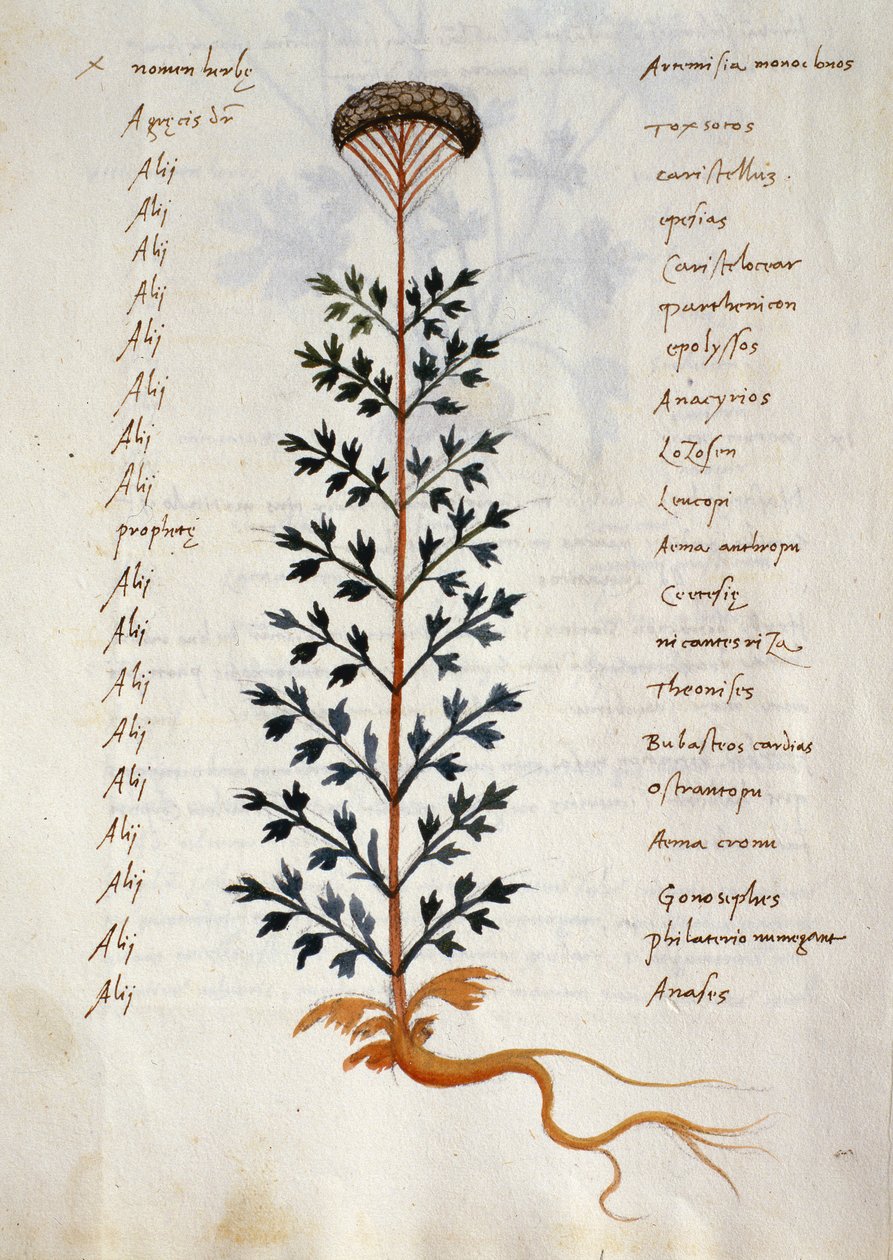 Torsk. 2377 Artemisia, lægeplante fra en 