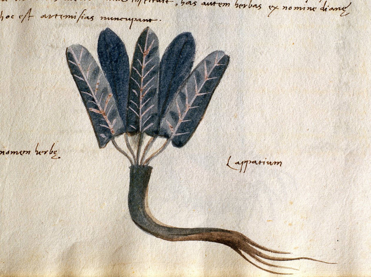 Torsk. 2007 Lapparium, lægeplanter fra et 