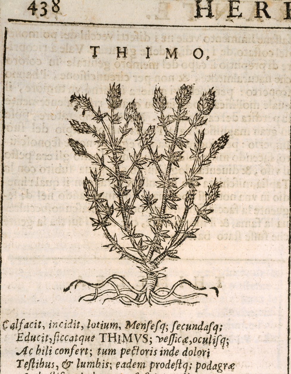 Almindelig timian (Thymus vulgaris), gravering af Castore Durante af Italian School