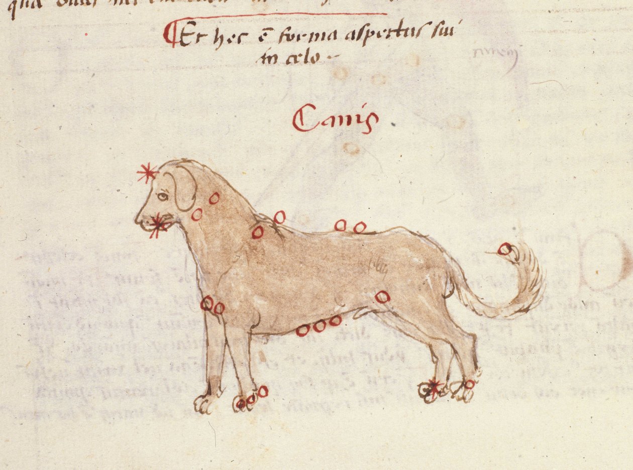 Hundens stjernebillede (Canis). Miniature fra "" Astronomica" af Biasino da Parma (Blaise de Parma) (1425-1457) af Italian School