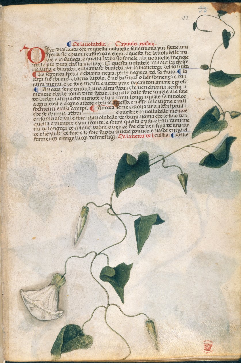 Convolvulus Plant, illustration fra 