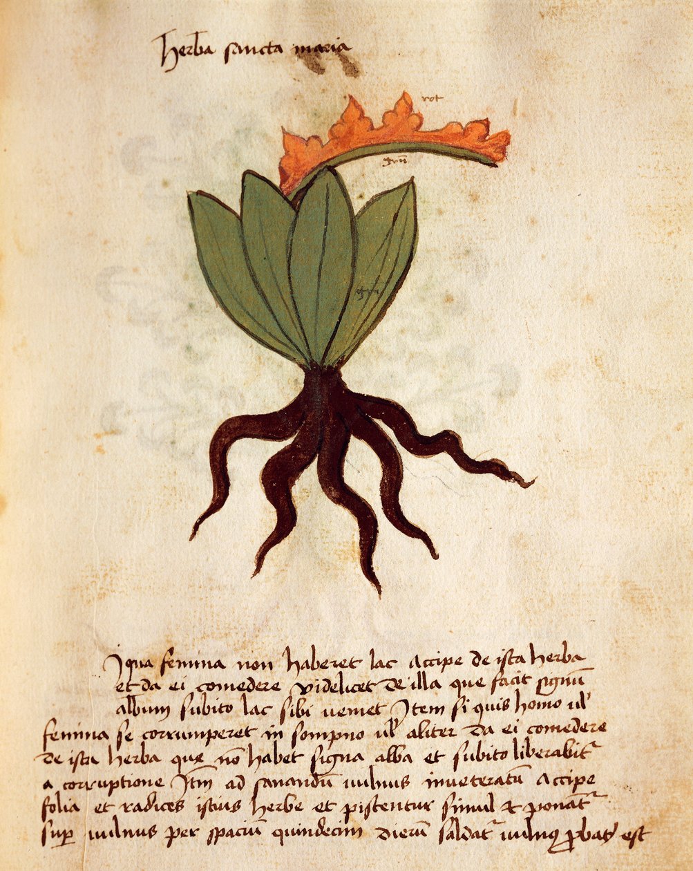 Kostbar eller balsamurt (Tanacetum balsamita) af Italian School