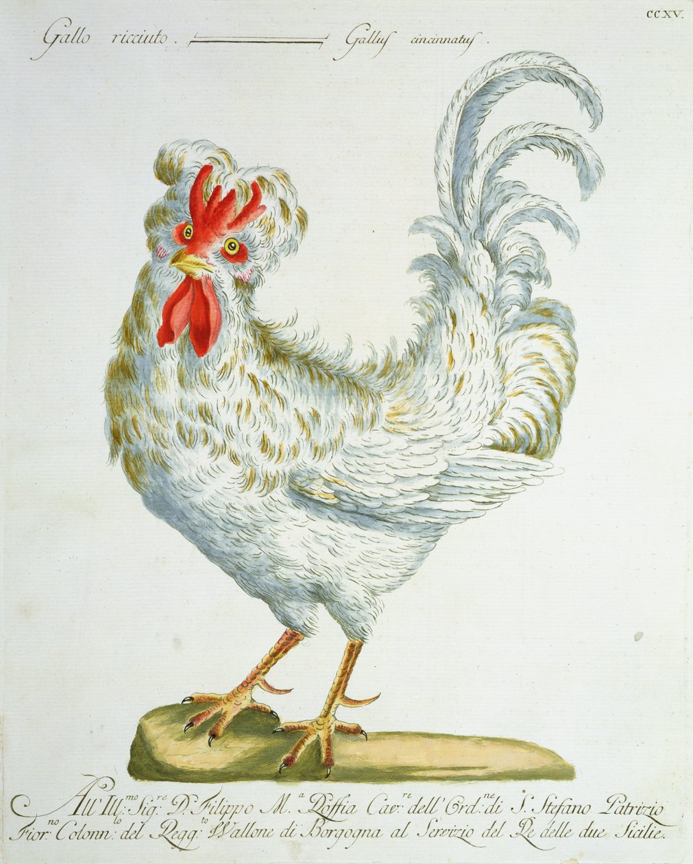 Krølhåret hane, ca. 1767-76 (håndfarvet gravering) af Italian School