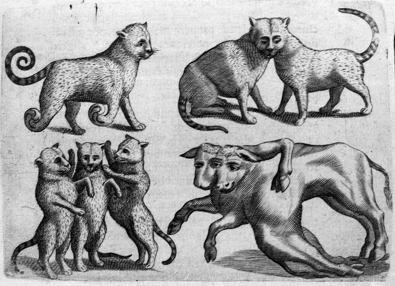 Forskellige typer monstre: katte og køer med flere kroppe. Indgravering fra "Monstrenes natur, årsager og forskelle" af Fortunio Liceti (1577-1656), italiensk videnskabsmand. 1646 af Italian School