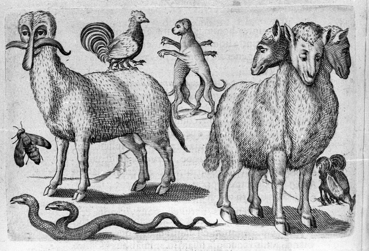 Forskellige typer monstrøse dyr, med flere kroppe eller en unormal mængde lemmer. Indgravering fra "Monstrenes natur, årsager og forskelle" af Fortunio Liceti (1577-1656), italiensk videnskabsmand. 1646 af Italian School