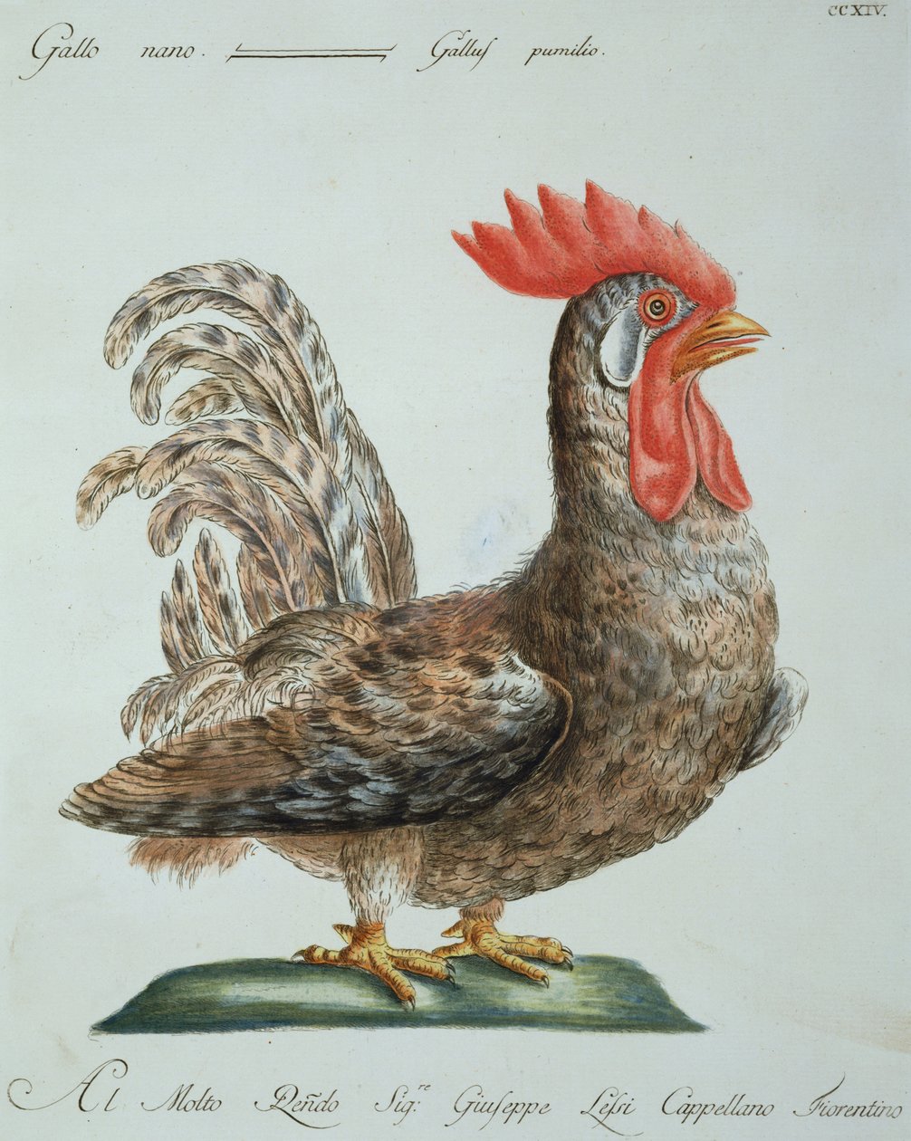 Dværghane, ca. 1767-76 (håndfarvet gravering) af Italian School