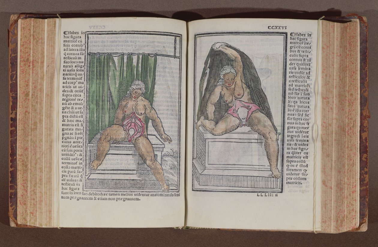 Kvindelig anatomi, fra kommentarer til verdens anatomi med de største tilføjelser, af Jacopo Berengario da Carpi (ca. 1460-c. 1530) udgivet i Bologna, 1521 (farvet træbloktryk) af Italian School