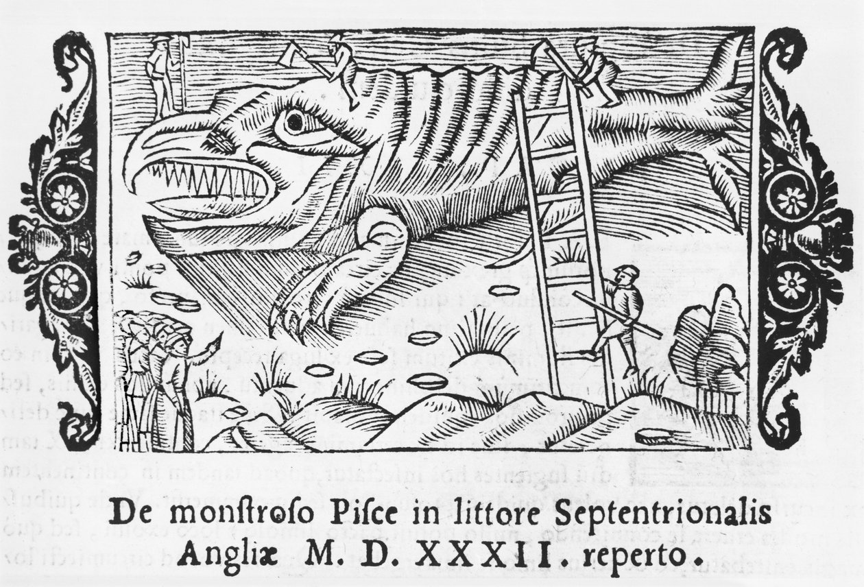 Fiskemonster, illustration fra History of the Northern Nations af Olaus Magnus (1490-1558), udgivet i Rom, 1555 af Italian School