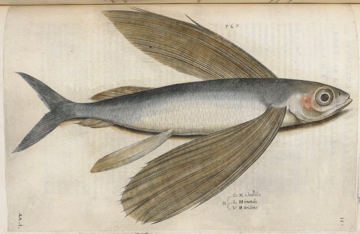 Flyvende fisk, illustration fra 