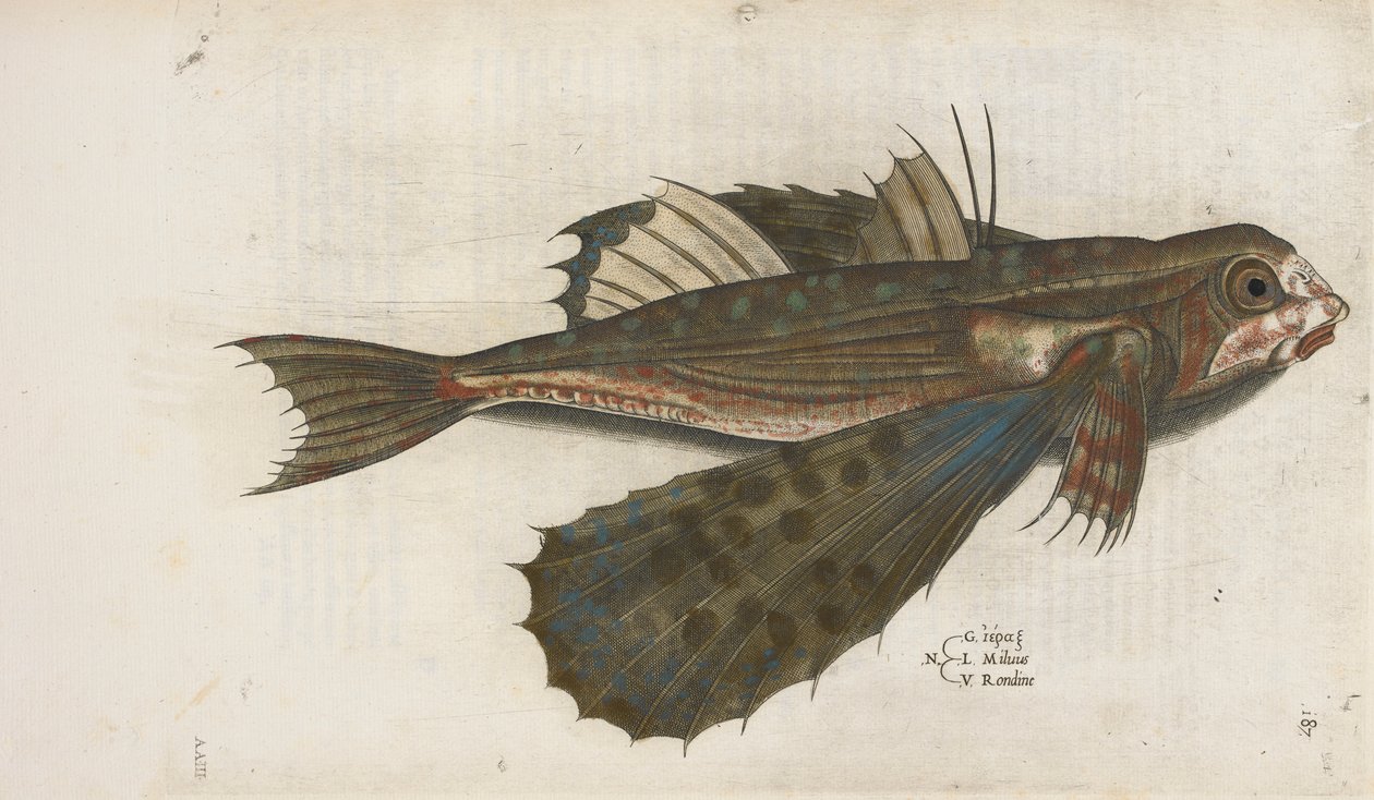 Flyvende fisk, illustration fra 