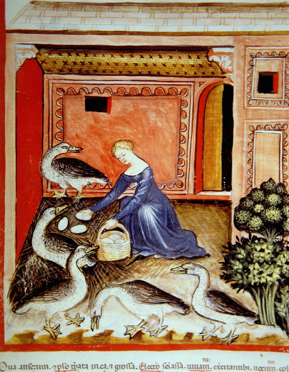 Fol.66r opdrætsgæs, illustration fra Tacuinum Santiatis Codex Vindobonensis af Italian School
