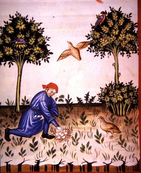 Fol.66v Samler agerhøneæg, illustration fra 