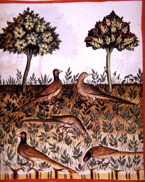 Fol.68v Fasaner, illustration fra 