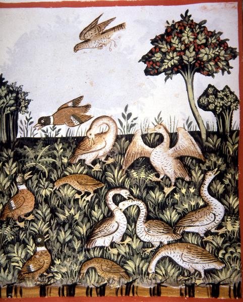 Fol.69v Ænder og gæs, illustration fra 
