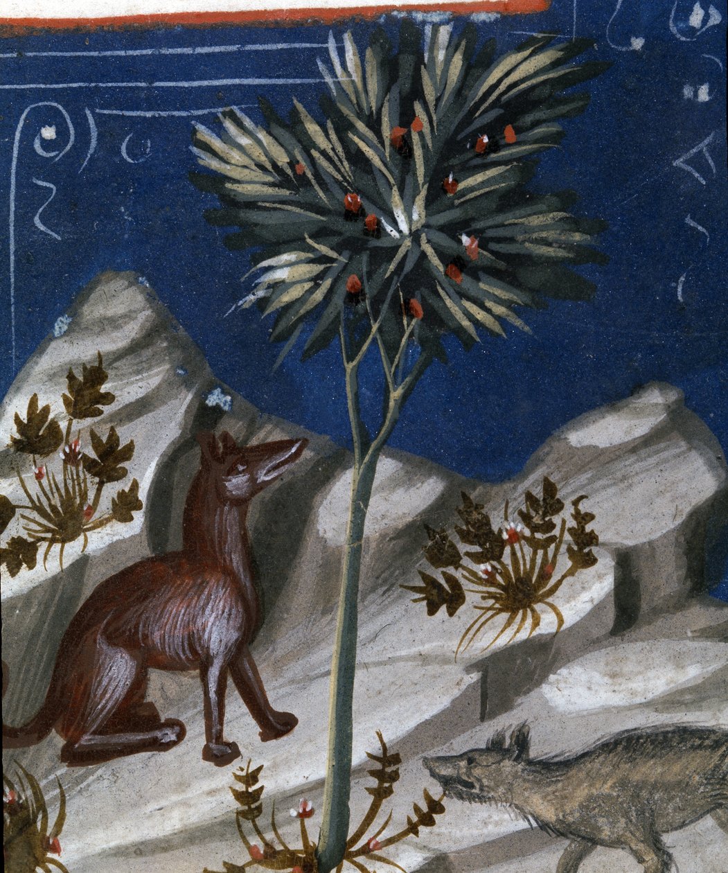 Ræv og en ulv, illustration fra "Codex Justianus", 1350 af Italian School