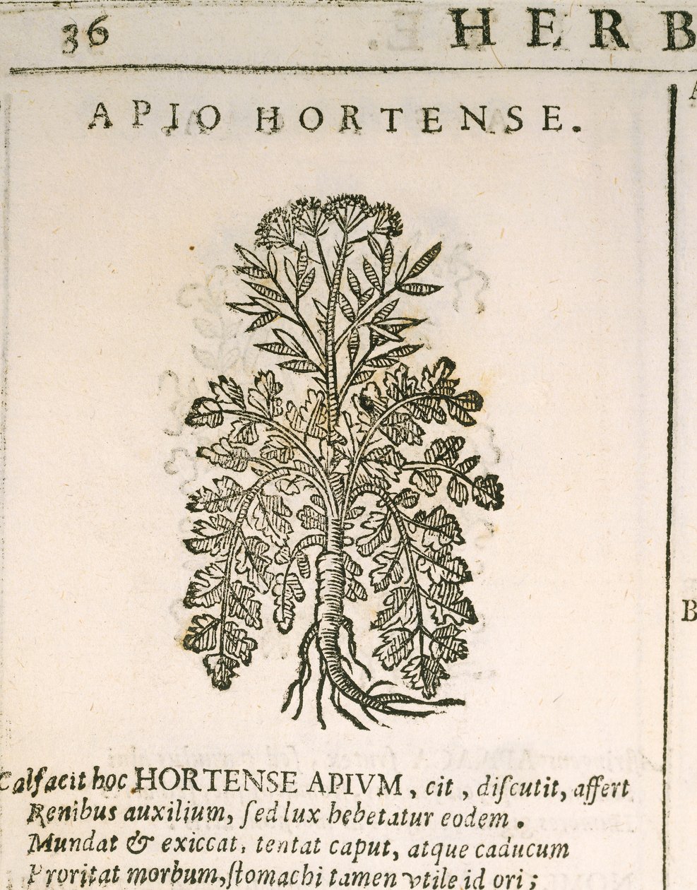 Havepersille (Petroselinum crispum), gravering af Castore Durante af Italian School