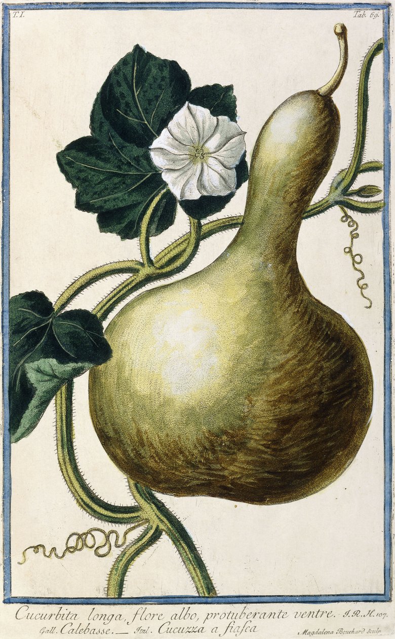 Gourd, 1772-1784dani af Italian School