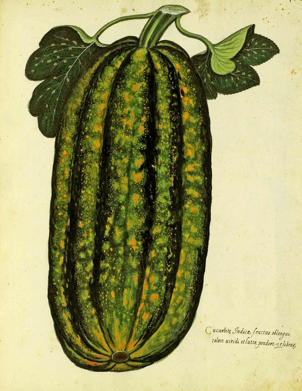 Grøn aflang squash af Ulisse Aldrovandi (1522 - 1605) plade udgivet i Piante Fiori Frutti (håndfarvet gravering). af Italian School
