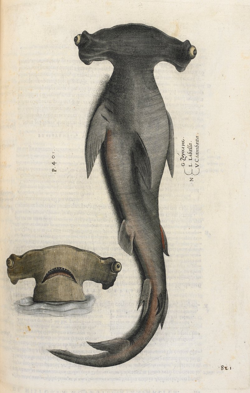 Hammerhaj, illustration fra 