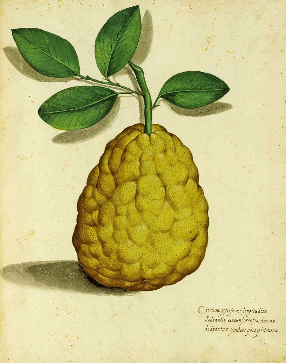 Heirloom Lemon af Ulisse Aldrovandi af Italian School