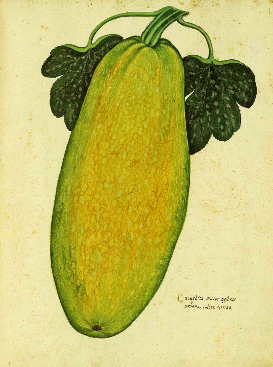 Heirloom Squash af Ulisse Aldrovandi af Italian School